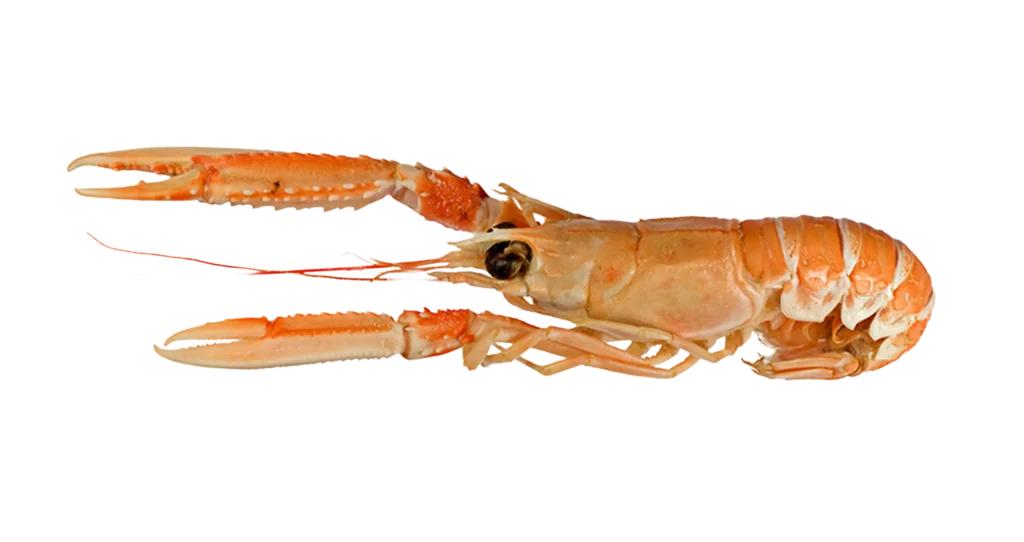 Bild eines Kaisergranats / Langoustine